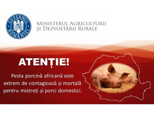 In judetul Hunedoara / 5 porci mistreti cu pesta porcina