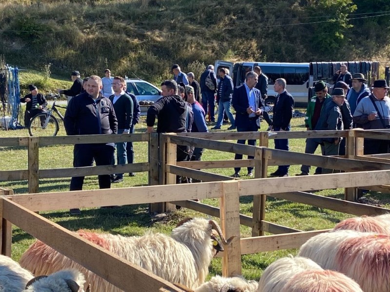 Jiet / Expozitia de ovine „Turcana Breaza de Valea Jiului”