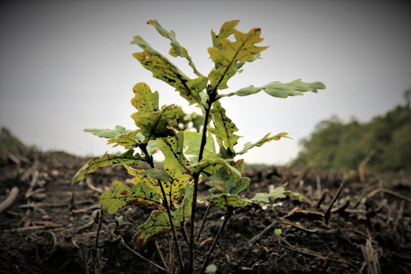Debutul Lunii Plantarii Arborilor este marcat de Romsilva prin actiuni de impadurire