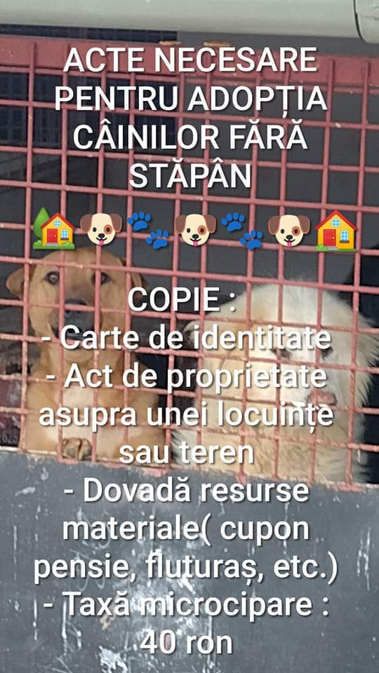 Un catel, o responsabilitate 