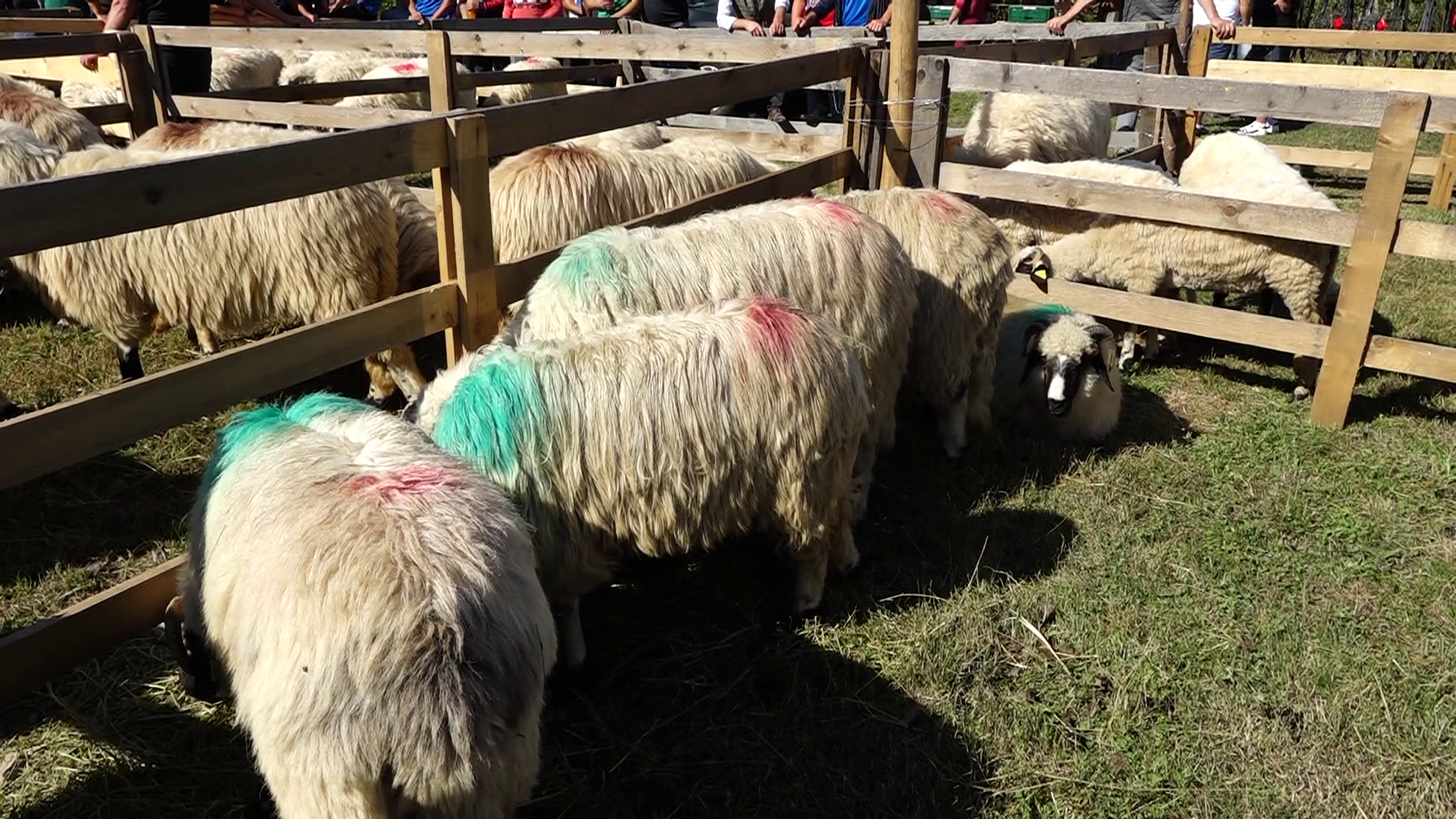 Pesta micilor rumegatoare interzice targul de ovine de la Petrila