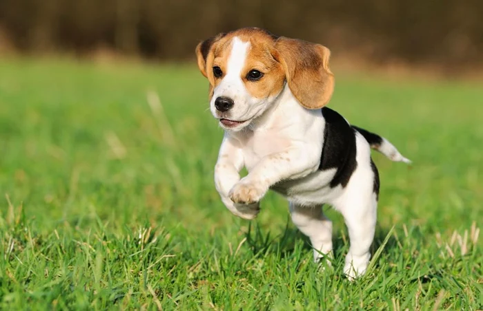 Kormotech: un producator de top de hrana de calitate pentru animale de companie