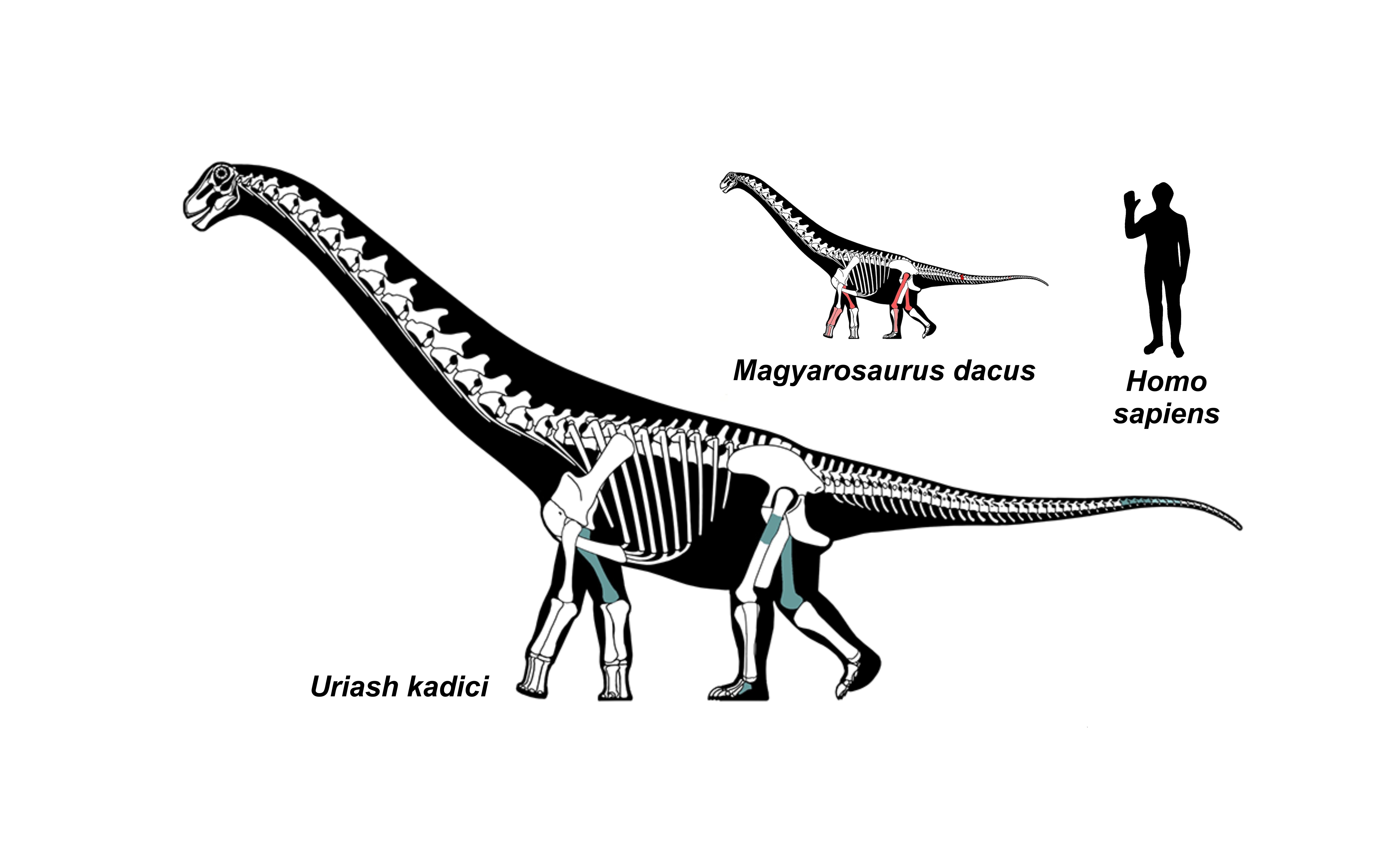 Universitatea din Bucuresti anunta descoperirea a doua noi specii de dinozauri pe teritoriul Geoparcului Tara Hategului