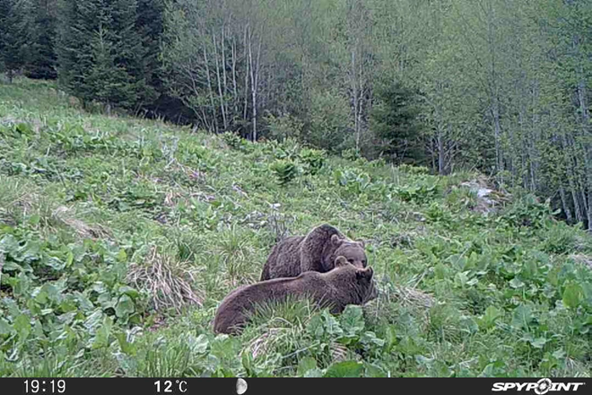 Atentie! Nu deranjati imperecherea animalelor salbatice