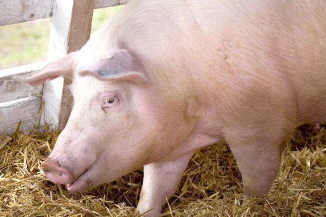 DSVSA Hunedoara. Amenzi de peste 100.000 de lei