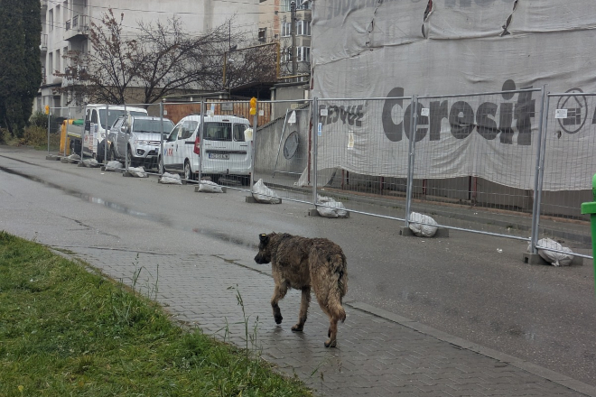 Petrosani. Caini abandonati pe raza administrativa a municipiului Petrosani