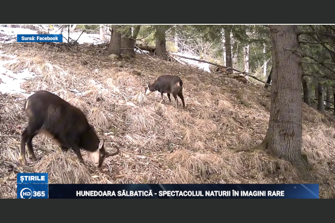 Spectacolul naturii in imagini rare. Hunedoara salbatica
