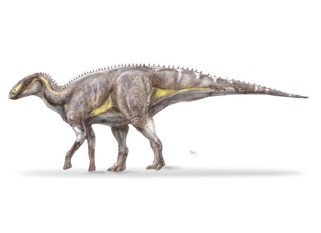 In Geoparcul International Tara Hategului. Dinozaurul ascuns - o noua specie descoperita