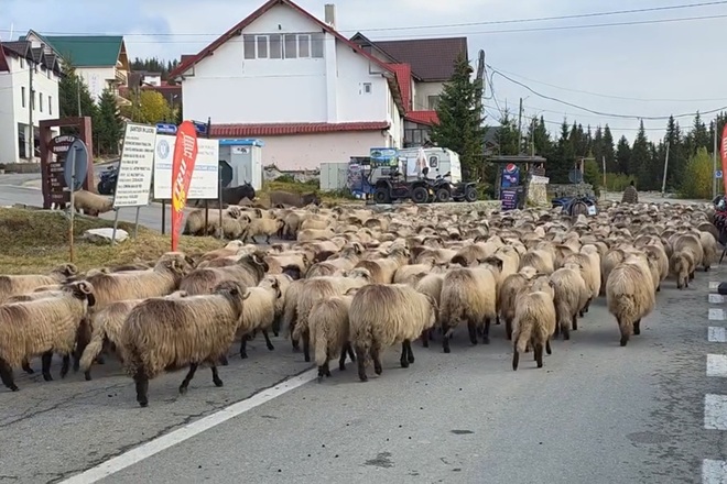 Atentie! Ciobanii isi coboara mioarele de la munte