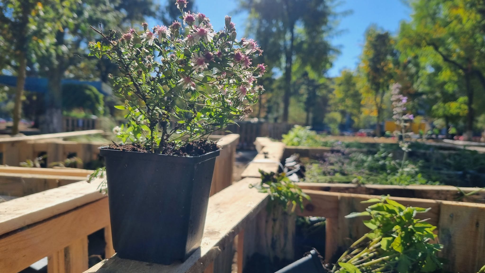 Mii de flori si un spectacol de culoare in Parcul Central din Hunedoara