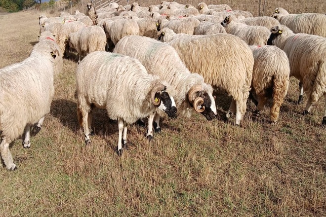15.000 de vaccinuri pentru ovine si caprine vin in judetul Hunedoara